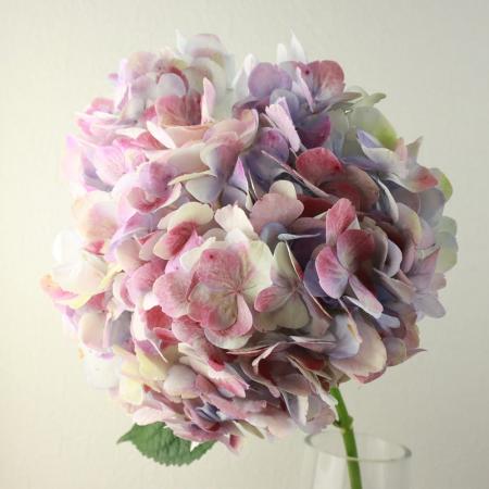 【08直前!】アジサイ　カシミール　コロンビア産【生花】