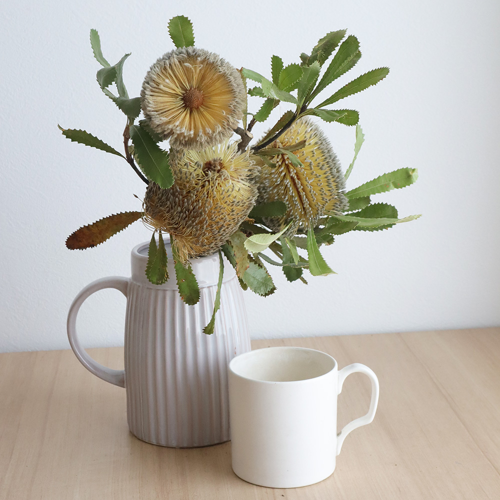 生花】バンクシア オルタナ40センチ - 花材通販はなどんやアソシエ