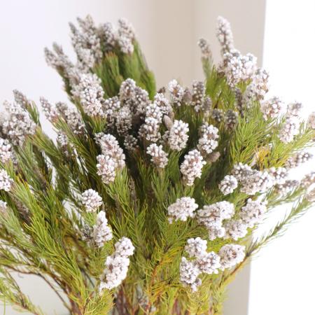 【生花】スパタラ・カルヴィフォリア