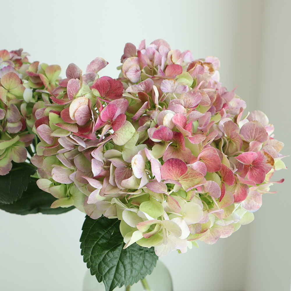 輸入アジサイ　切り花 生花】輸入アジサイ マルベック - 花材通販はなどんやアソシエ