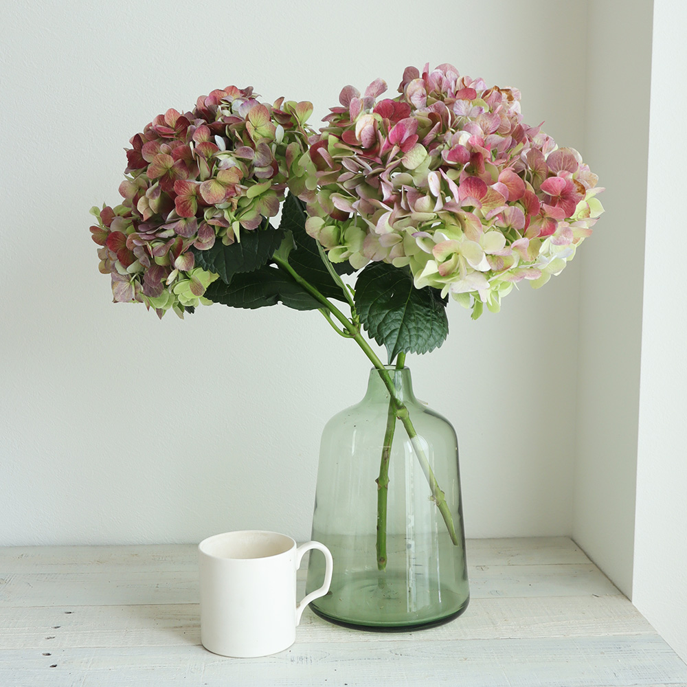 生花】輸入アジサイ マルベック - 花材通販はなどんやアソシエ