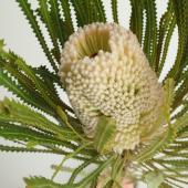 絹布花フーケ 08直前バンクシア フーケリアーナホワイト 30cm - 花材通販は