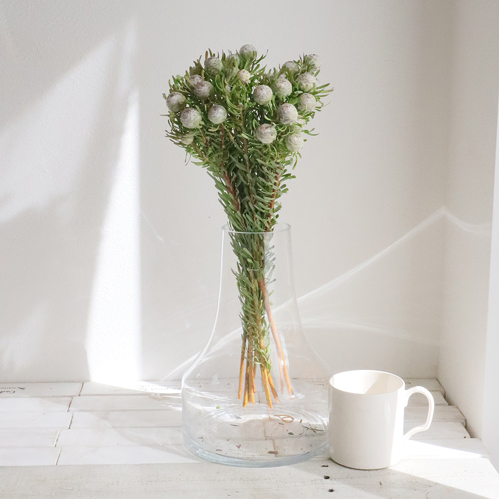 生花】リューカデンドロ シルバーパール(シルバー系) 50cm程度 【OR-83