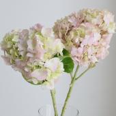 生花】輸入アジサイ スモールピンク 60cm コロンビア産 - 花材通販は