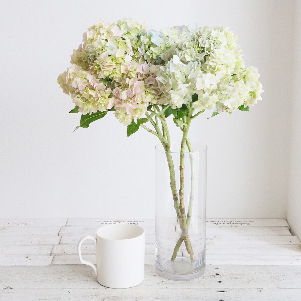 08直前!FJ】輸入アジサイ(淡色)マジカルアクアレア コロンビア産【生花