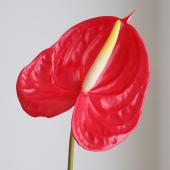 ガラクーシア　アンスリウム　AOS 選抜株 ガラクーシア様専用 アンスリウム AOS 選抜株