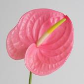 8700⤵️❇ムササビ！アロー・アンスリューム 8号鉢 生花】国産アンスリューム ローザ(ピンク) 8-13cm 福島県【OT】【早