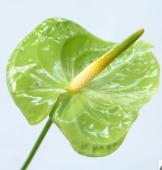 【生花】国産アンスリューム　グリーン系（ミドリなど・ノーズ緑品種）8-13cm　福島県【OT】【早締切】