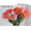 【生花】ピンクッション　アヨバピンク(ピンクがかったオレンジ)50cm 【OR-89】