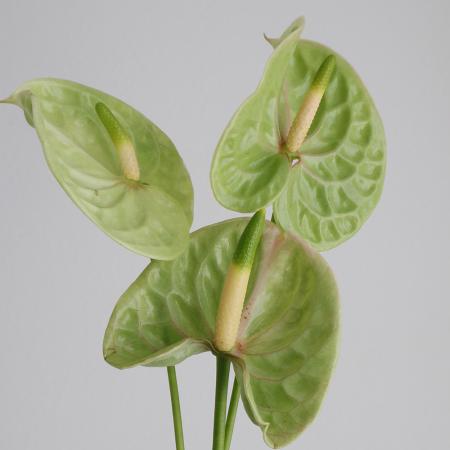 【08直前!!】【生花】輸入アンスリューム　アップピスタチェ(緑)Sサイズ