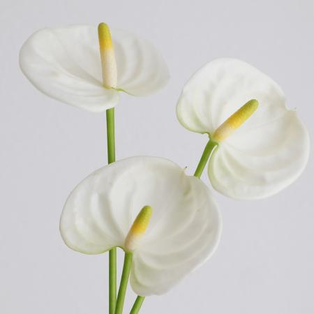 【08直前!】国産アンスリューム　シエラホワイト　2Sサイズ　豊橋農協