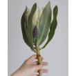 【生花】プロテア ポーラープリンセス 50cm 【OR-83】※月曜入荷少