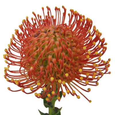 【生花】ピンクッション エミリーレッド(赤) 50cm 【OR-83】※月曜入荷少