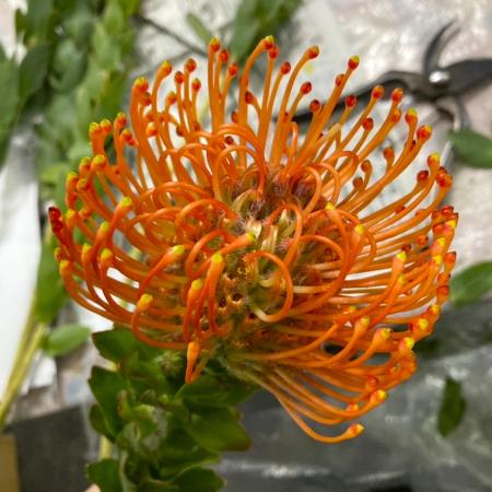 【生花】ピンクッション マンダリンゼスト(濃オレンジ) 50cm 【OR-83】※月曜入荷少・早締切