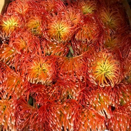【生花】ピンクッション ブランシェ イトウ 50cm 【OR-83】※月曜入荷少