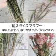 【08直前!】輸入ライスフラワー　ダークピンク50cm