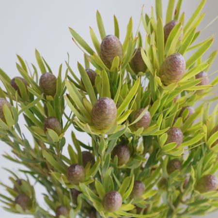 【生花】リューカデンドロ　ライムグリーン　50cm　【OR-83】※月曜入荷少・早締切