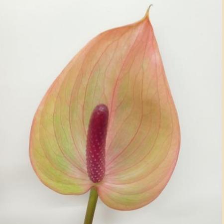 【直前】輸入アンスリューム　 モナリザ　Mサイズ 　翠光園芸