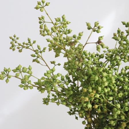 【08直前!FJ】輸入ユーカリ　ニッコリーベリー束約5本