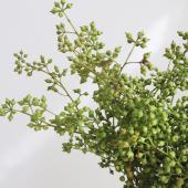 【08直前!FJ】輸入ユーカリ ニッコリーベリー束約5本