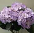 【生花】輸入アジサイ　ライラック(染めパープル)コロンビア産【早締切】OR-89