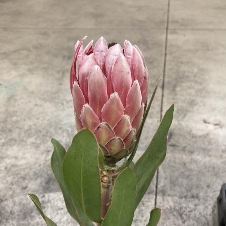 【生花】プロテア カーディナル【OR-83】※山火事の影響・月曜入荷少・早締切