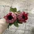 【生花】プロテア カーディナル【OR-83】※山火事の影響・月曜入荷少・早締切