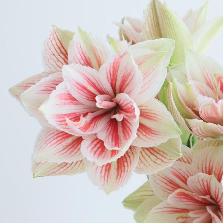 【08直前FJ】国産アマリリス 　シンコウの雅 　40CM-(白赤複色八重)【FJ】