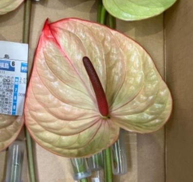 【08直前】国産アンスリューム　 テキーラ(複色)8-13cm短め