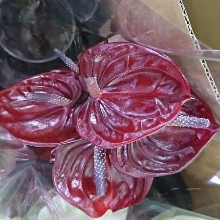 【生花】国産アンスリューム　ネロ or ショータイム(ワインレッド)　13-15cm　福島県【OT】【早締切】