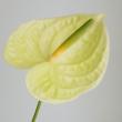 【生花】国産アンスリューム(グリーン)みどり、ピスタチェなど　13-15cm　福島県【OT】【早締切】