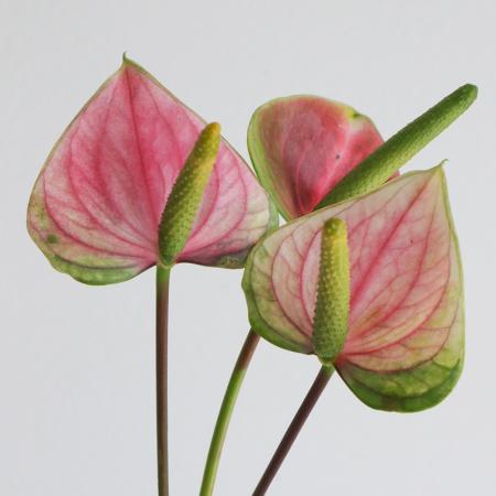 【08直前】国産アンスリューム  スノーウィアンティークS(緑ピンク)豊橋【OT】【早締切】