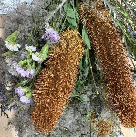 【直前!!!】バンクシア　エリシフォリア 40cm 南アフリカ産
