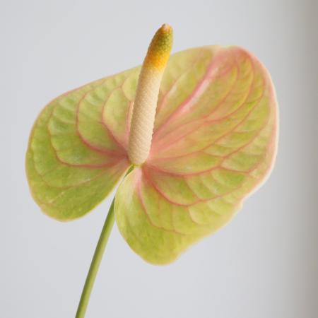 【08直前】【生花】国産アンスリューム  　ルカーディ(複色系)8-13cm【OT】【早締切】
