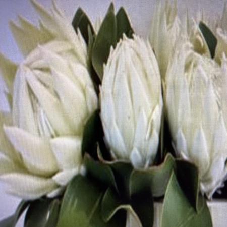 【生花】プロテア レイモミ　50cm【OR-83】※月曜入荷少・早締切