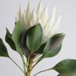 【生花】プロテア レイモミ　50cm【OR-83】※月曜入荷少・早締切