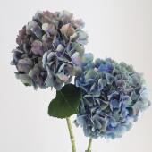 生花】輸入アジサイ アンティークレナーテブルー - 花材通販は