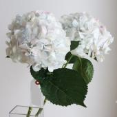 直前】輸入アジサイ 白系(ほんのり淡色混じり) - 花材通販はなどんや