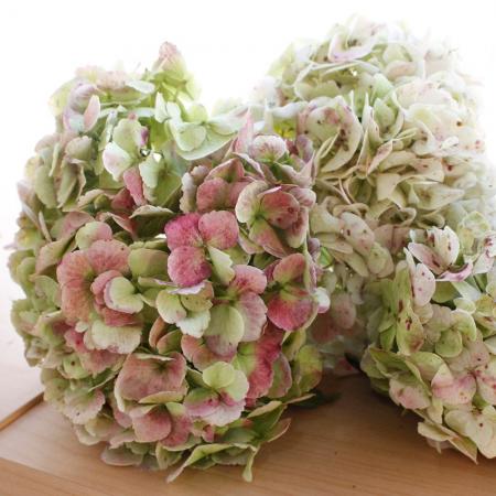 【生花・CDF】輸入アジサイ　アンティークピンク系　※くすんだピンク