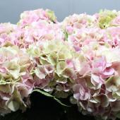 生花/予約】輸入アジサイ アンティークピンク系※商品説明お読み