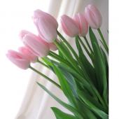 直前!】【生花】チューリップ ピンクダイヤ(一重淡いピンク)☆今週の