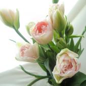 生花】チューリップ アンジェリケ(ピンク八重)☆今週のオトク! - 花材