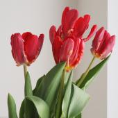 【生花】チューリップ　ロココ（パロット咲き赤）【OT】