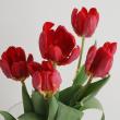 【生花】チューリップ　ロココ(パロット咲き赤)【OT】