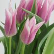 【08直前!】チューリップ　バラード(パープルピンク・ユリ咲き)【生花】