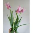 【08直前!】チューリップ　バラード(パープルピンク・ユリ咲き)【生花】