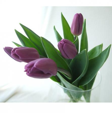 生花 ボリューム割引 チューリップ 紫 一重 通販 はなどんやアソシエ