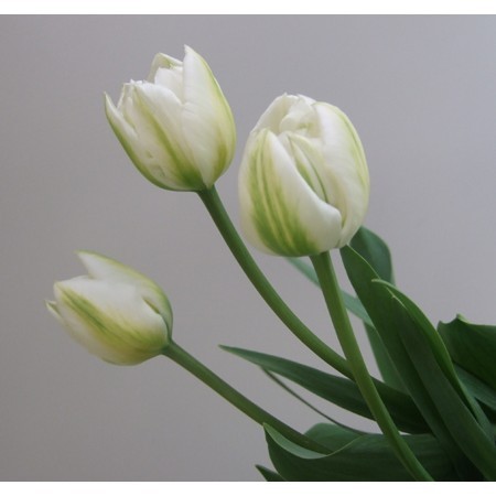 生花 ボリューム割引 チューリップ マウントタコマ 八重白 通販 はなどんやアソシエ