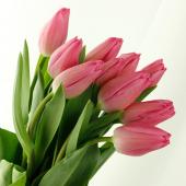 生花】チューリップ おまかせピンク系【OR-5】 - 花材通販はなど