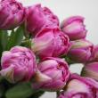 【生花】チューリップ　おまかせピンク系【OT】